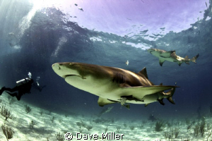 Lemon sharks at Tiger Beach, Bahamas by Dave Miller 